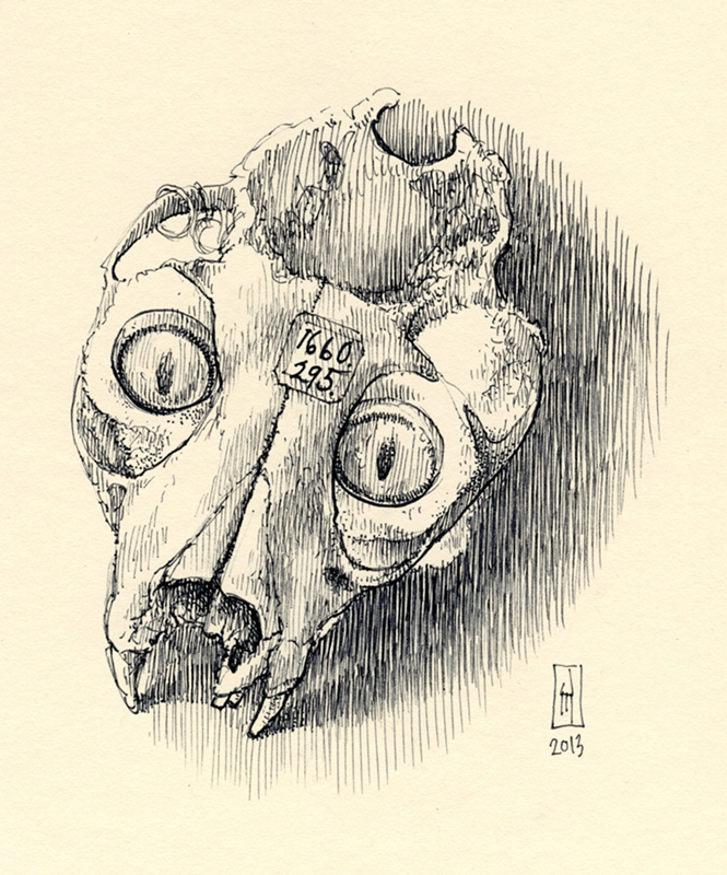 "Cat skull with glass eyes (Mütter Museum)" is copyright © 2013 by James G. Mundie. All rights reserved.  Reproduction prohibited.