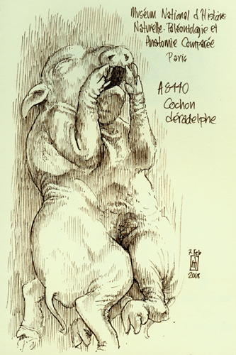 "Cochon déradelphe (A8440)" is copyright © 2008 by James G. Mundie. All rights reserved.  Reproduction prohibited.