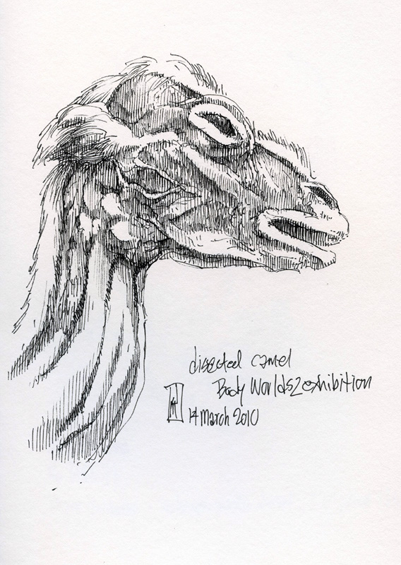 "Dissected Camel (Body Worlds)" is copyright © 2010 by James G. Mundie. All rights reserved.  Reproduction prohibited.