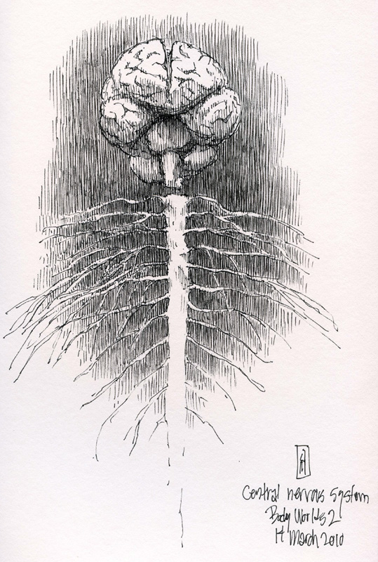 "Central Nervous System (Body Worlds)" is copyright © 2010 by James G. Mundie. All rights reserved.  Reproduction prohibited.