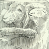 Two-headed goat: Billy and Bucky