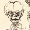 Fetal Skeletons (Mütter Museum)