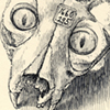 Cat skull with glass eyes (Mütter Museum)